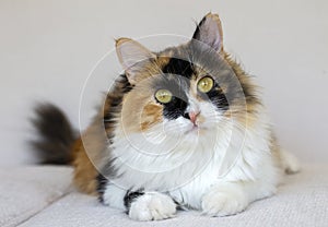 Cute calico cat, pet animal