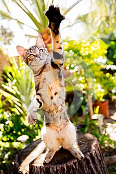 Cute calico cat standing a log