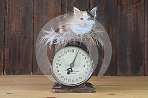 Cute Calico Kitten Sitting on an Antique Scale