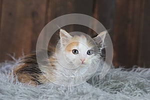 Cute Calico Kitten Sitting on Fur