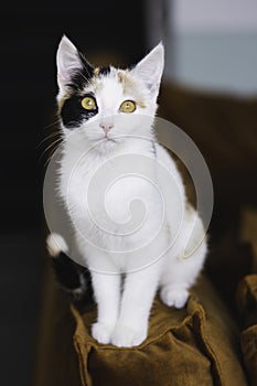 Cute calico kitten sitting on top of a velvet couch