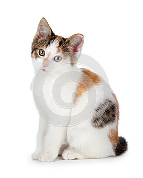 Cute calico kitten on a white background. photo