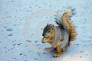 Cute California Tree Squirrel