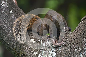 Cute Callosciurus erythraeus sitting on a tree trunk eating walnuts