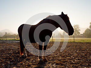 Cute calm horse in morning sunlight