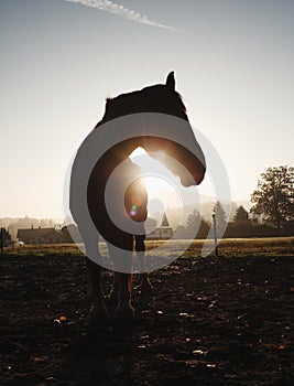 Cute calm horse in morning sunlight