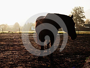 Cute calm horse in morning sunlight