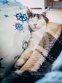 Cute caloco cat lying in bed under a blanket.
