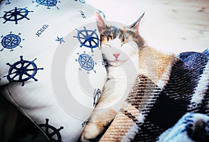 Cute caloco cat lying in bed under a blanket.