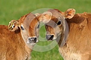 Cute calves photo