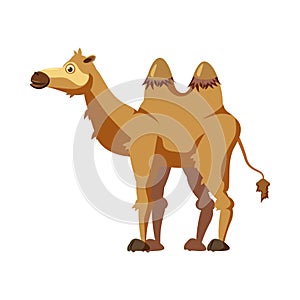 Cute camel, animal, trend, cartoon style, vector, illustration, isolated on white background