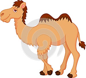 Cute camel cartoon photo