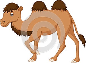 Cute camel cartoon isolated on white background