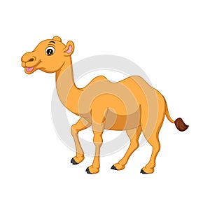 Cute camel cartoon on white background