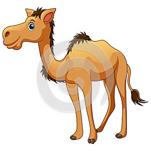 Cute camel cartoon on white background.