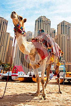 Cute camel on the famous Jumeirah Beach against the background of nearby skyscrapers in Dubai, United Arab Emirates
