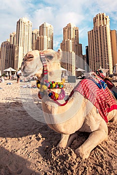 Cute camel on the famous Jumeirah Beach in Dubai, United Arab Emirates