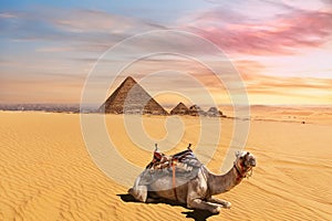 Cute camel in front of the Menkaure Pyramid complex, Giza, Cairo, Egypt