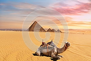 Cute camel in front of the Menkaure Pyramid complex, Giza, Cairo, Egypt photo