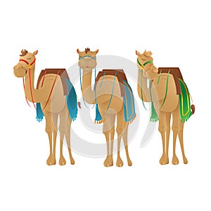 Cute camels dromedary - vector illustration isolated on transparent background