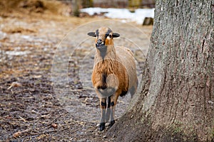 Cute Cameroon sheep in the forest Germany