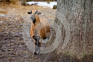 Cute Cameroon sheep in the forest Germany