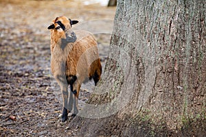 Cute Cameroon sheep in the forest Germany