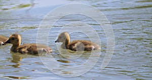 Cute canada geese goslings swimming with parent in slow motion