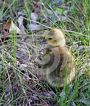 Cute Canada goose chick is taking sunbath