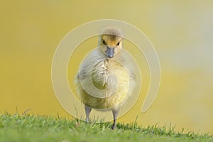 Cute canada goose gosling feeding on grasses