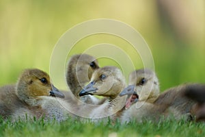 Cute canada goose gosling resting at lakeside