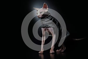 Cute Canadian hairless sphinx cat in fashion cape coat in black background, cat model photo