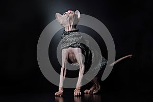 Cute Canadian hairless sphinx cat in fashion cape coat looking up. Black background