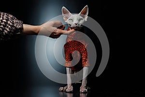 Cute Canadian hairless sphinx cat in fashion orange coat looking at the camera, a hand is touching the cat, Black background