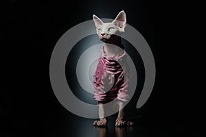 Cute Canadian hairless sphinx cat in fashion pink dress looking up ,cool Black background