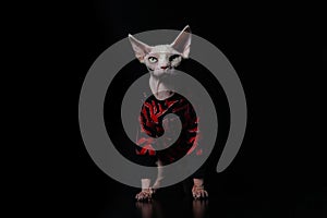 Cute Canadian hairless sphinx cat in fashion red coat looking at the camera. Black background