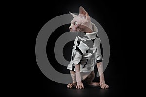 Cute Canadian hairless sphinx cat in fashion white black mixed coat sit in black background and look over. creative cat photo