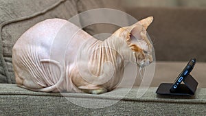 Cute Canadian hairless Sphynx, blue mink and white cat with green eyes, lying on a beige sofa