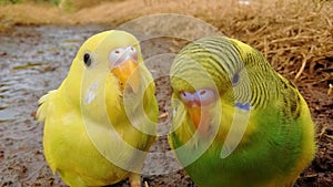 cute canaries posing for the camera