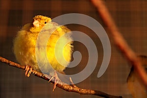 Cute canary bird