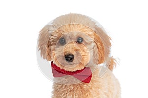 Cute caniche dog feeling happy and wearing a red bowtie