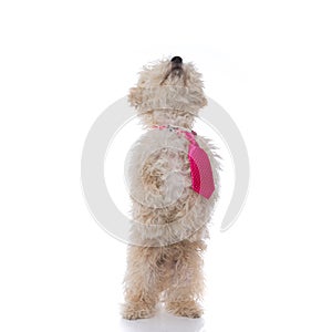 Cute caniche dog standing on hind legs