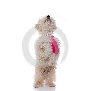 Cute caniche dog standing on hind legs photo