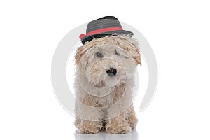 Cute caniche dog wearing a black hat photo