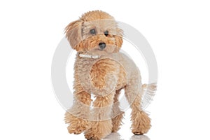 Cute caniche dog wearing a collar and looking away photo