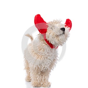 Cute caniche dog wearing red devil horns