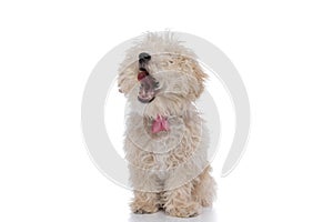 Cute caniche dog yawning, wearing a pink bowtie photo