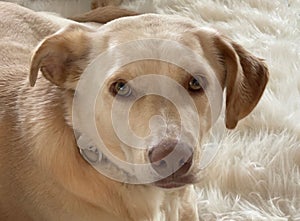 Cute canine closeup