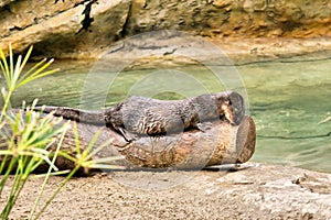 Cute Cape otter rests on trunk