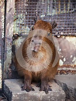 Cute capibara kid in the zoo, a selective focus photo